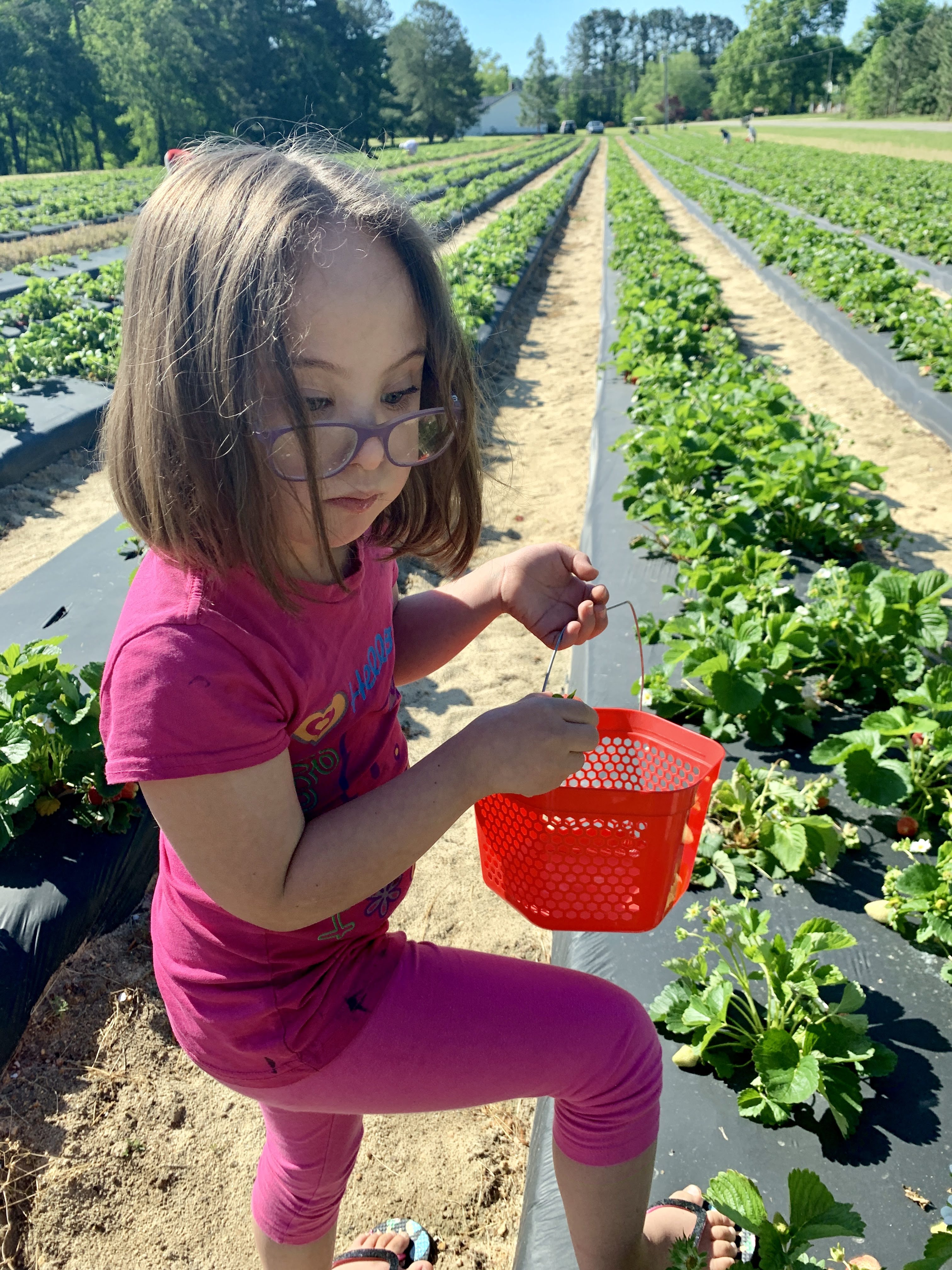 strawberries